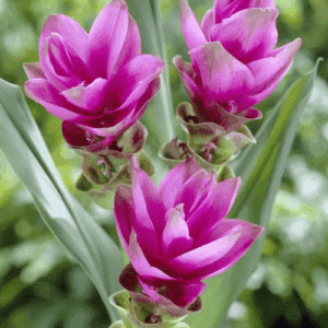 Siam Tulip plant pink, cupped, ginger-like inflorescences.