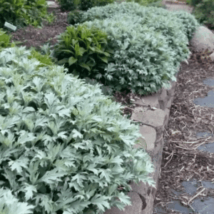 Pillowy mounds of grey-green foliaged Silver Lining Artemisia along a raised brick bed.