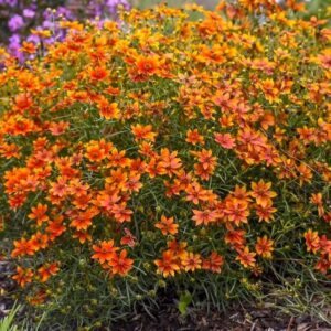 Sizzle and Spice Coreopsis with orange flowers and threadleaf foliage.