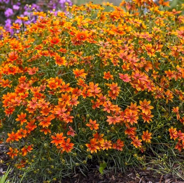 優しいオレンジの花咲くフラワーアゲートスフィア＊ドゥルージー入り Crazy Cayenne Coreopsis | Orange Tickseed | Orange Coreopsis