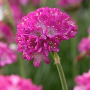 A single Splendens Sea Thrift vibrant pink, globe-shaped flower cluster.