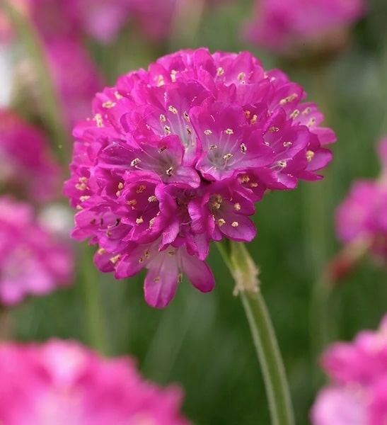 sea＊flower Sea Thrift plant | Armeria maritima 'Splendens' | Sea Pink