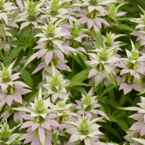Spotted Beebalm bracts of green, white and pink, against green leaves.