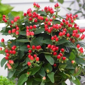St Johns Wort covered in bright red berries, planted in a pot.