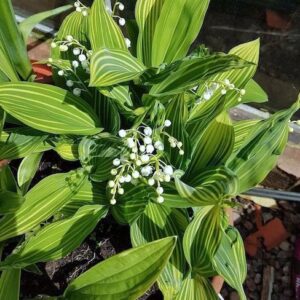 Pots of Striped Lily of the Valley bulb plants with wide, flat, two-toned, striped, green leaves.