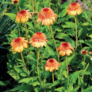 Supreme Cantaloupe Coneflower plants with cantaloupe-coloured flowers on tall sturdy stems.