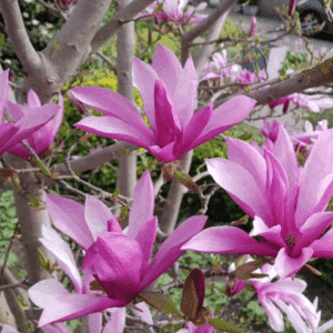 Susan Magnolia Tree gorgeous blooms with long petals in shades of pink and fuchsia.