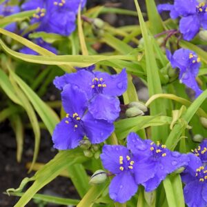 Sweet Kate Spiderwort bright lavender blue flowers against chartreuse foliage.