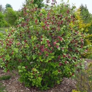 Sweet Shrub tall, oval habit covered with velvety, maroon-coloured flowers.