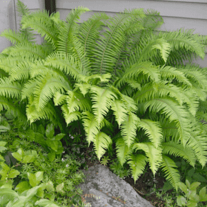 A mature Swordfern clump of broadleaf, erect, arching fronds.