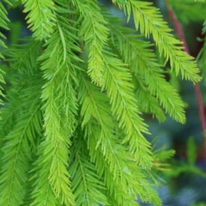 Taxodium distichum lacy, green, deciduous, spring foliage.