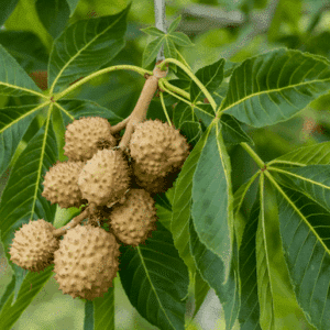Texas Buckeye Tree ovoid, spiky fruit on the branch.