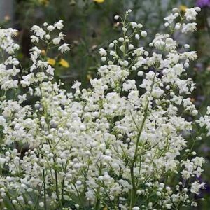 Thalictrum delavayi Album spray of white flowers in loose panicles forming a delicate snowy mist above the tall sprays of green foliage.