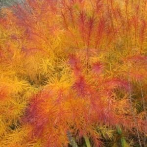 Threadleaf Bluestar butterscotch foliage close-up.