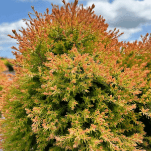 Thuja occidentalis FIRE CHIEF congabe refined green foliage with orange tips.