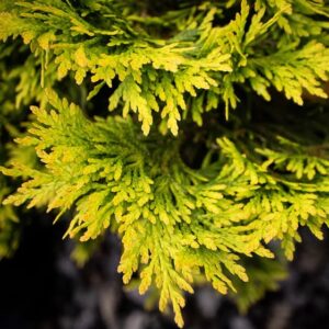 Thuja occidentalis Yellow Ribbon yellow foliage.