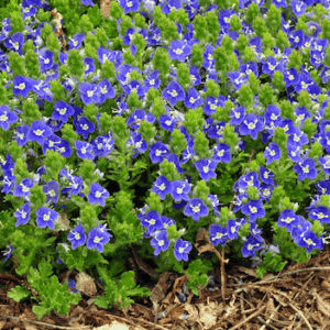 Tidal Pool Prostrate Speedwell masses of blue flowers on a ground-cover habit.