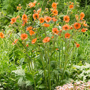 Totally Tangerine Geum plant with tall stems of tangerine flowers rising above a clump of attractive, mid-green foliage.