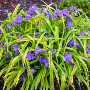 A clump of Tradescantia Sweet Kate with bright chartreuse foliage and blue flowers.