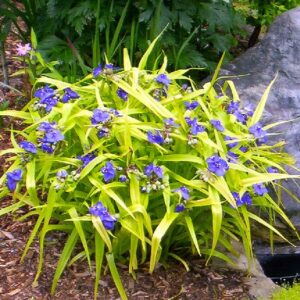 Low, roundish Tradescantia Sweet Kate habit of chartreuse blade-like foliage.