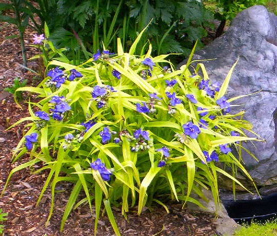 Sweet Kate Spiderwort | Tradescantia 'Sweet Kate'