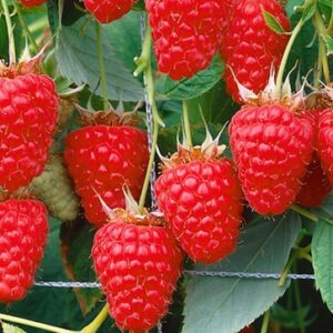 A group of Tulameen Red Raspberry fruit on the stem.