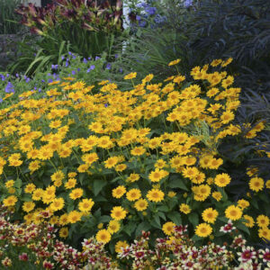 A swath of golden yellow Tuscan False Sunflower plants in a border.