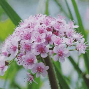 Umbrella Plant pink umbrella-like, pink flowers.