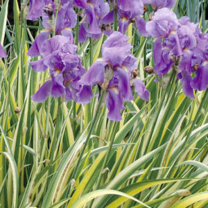 Tall Variegated Sweet Iris with green and yellow blades and lavender bearded flowers