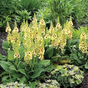 Verbascum Dark Eyes plants with mounds of large, crinkly medium green leaves, and yellow flowers with burgundy centres.