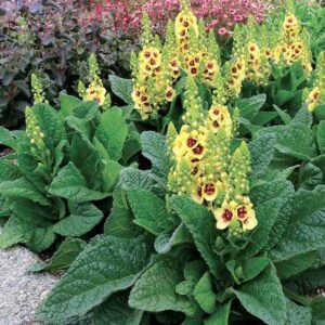 Verbascum Dark Eyes foliage of large, crinkly, thick leaves.
