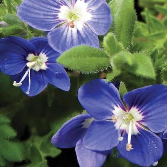 Creeping Speedwell | Veronica 'Tidal Pool' | Blue Speedwell