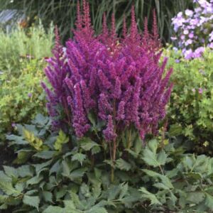 Visions Astilbe mounding perennials with tall deep raspberry-pink flower panicles.