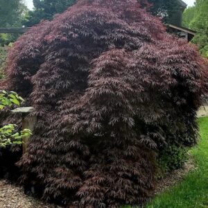 Weeping Japanese Maple Tree with deep burgundy leaves on cascading branches that touch the ground.