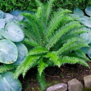 Western Sword Fern Plant with upright fronds, in a border surrounded by hostas.