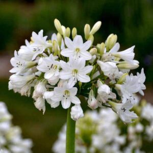White Agapanthus clusters of white blossoms on flower head.