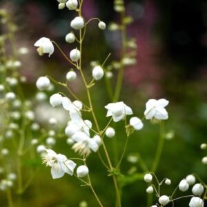 White Chinese Meadow Rue tiny white flowers.