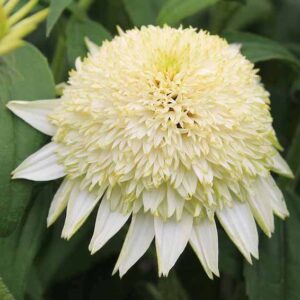 White Echinacea flower double bloom with large poms-poms of ivory-white cones surrounded by skirts of white ray florets.