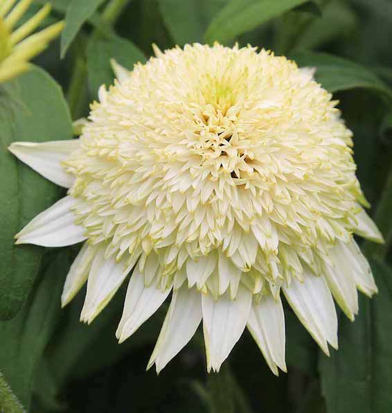 Coneflower - PUFF Vanilla