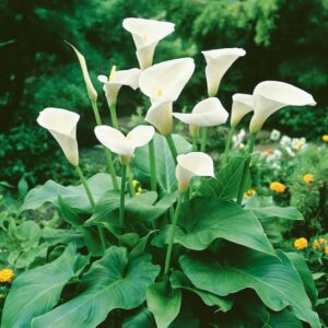 White Lily-of-the-Nile plant with hooded white flowers and large tropical leaves.
