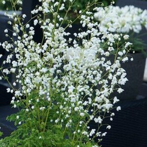 White Meadow Rue plant's white flowers in loose panicles forming a delicate snowy mist above the tall sprays of green foliage.