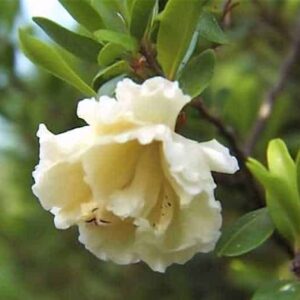 Multi-petaled White Pomegranate Tree flower.