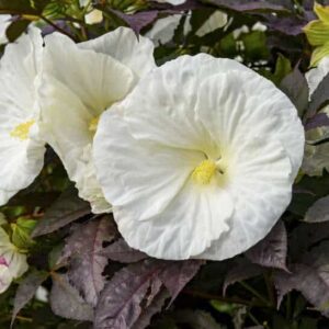 Large, White Rose Mallow, cup-shaped hibiscus flowers with dark chocolate foliage.