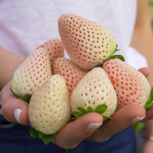 Huge White Strawberry fruits with red seeds in a woman's hand.