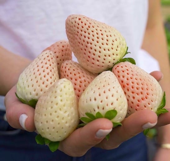 Pineberry | Florida Pearl Strawberry | White Strawberry