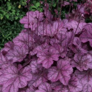 A neat mound of Wild Rose Coral Bells bright rosy purple foliage with charcoal veining.