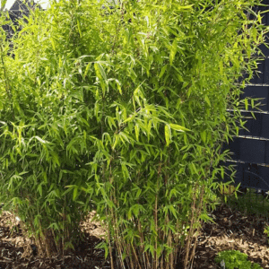 Two beautiful, fresh green clumps of Winter Joy Umbrella Bamboo in the garden.