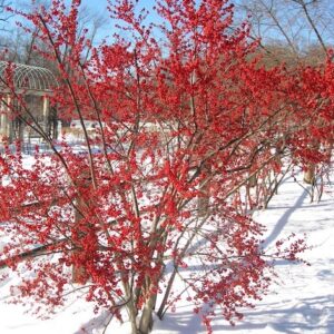 Winterberry plant covered in red berries in the winter.