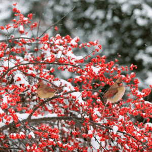 Winterberry shrub branches of red winter berries with Cedar Waxwings.