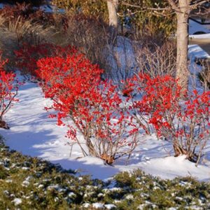 Winterberry trees in a winter hedge full of bright red berries.
